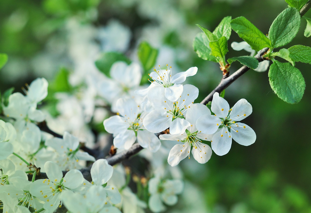 spring  cherry  flowers free photo