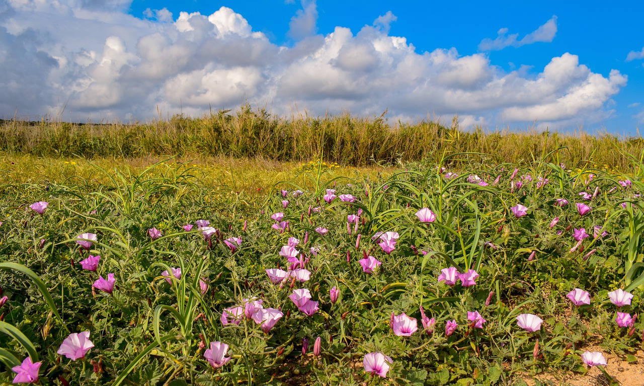 spring  field  flowers free photo