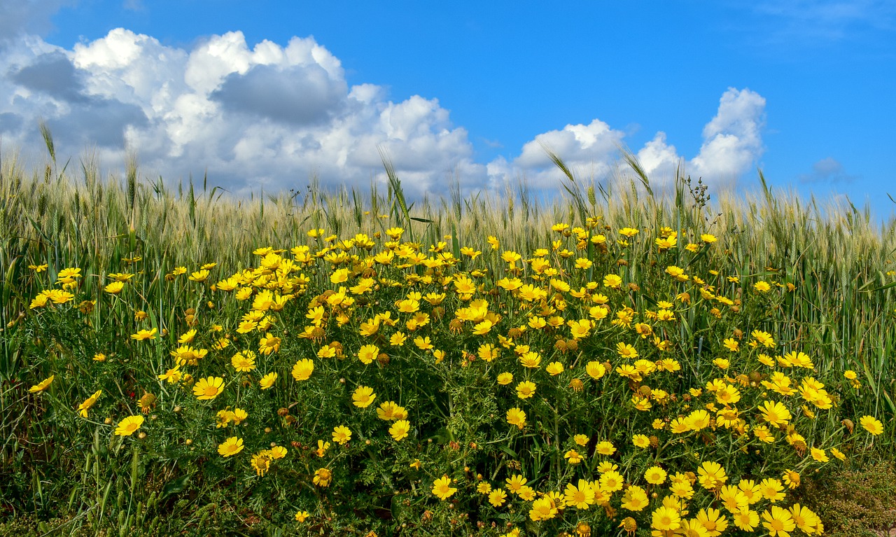 spring  field  flowers free photo