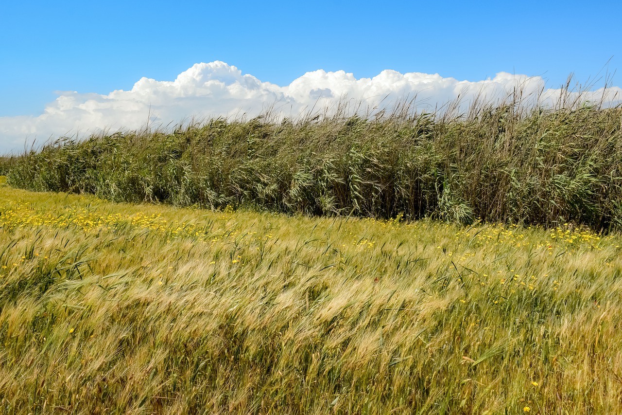 spring  field  barley free photo