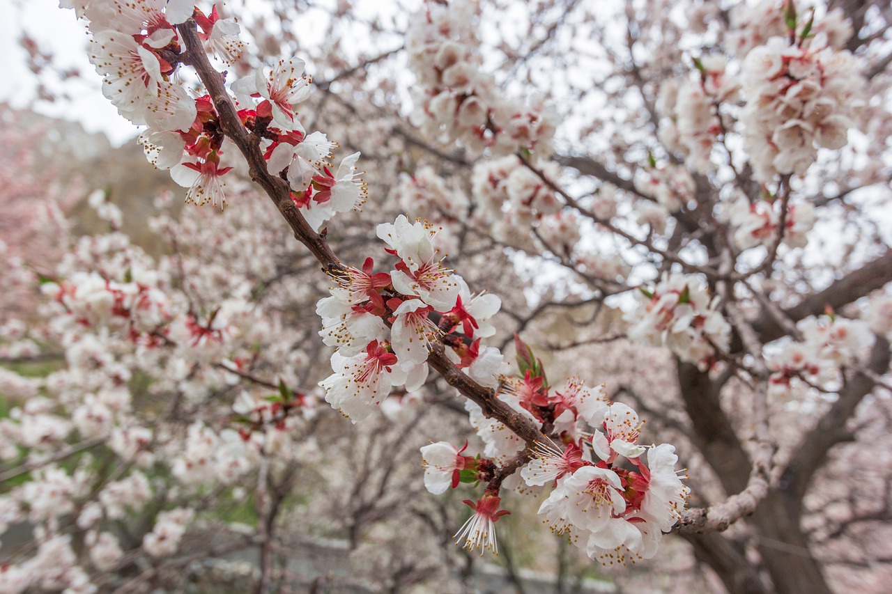 spring  colors  bloom free photo