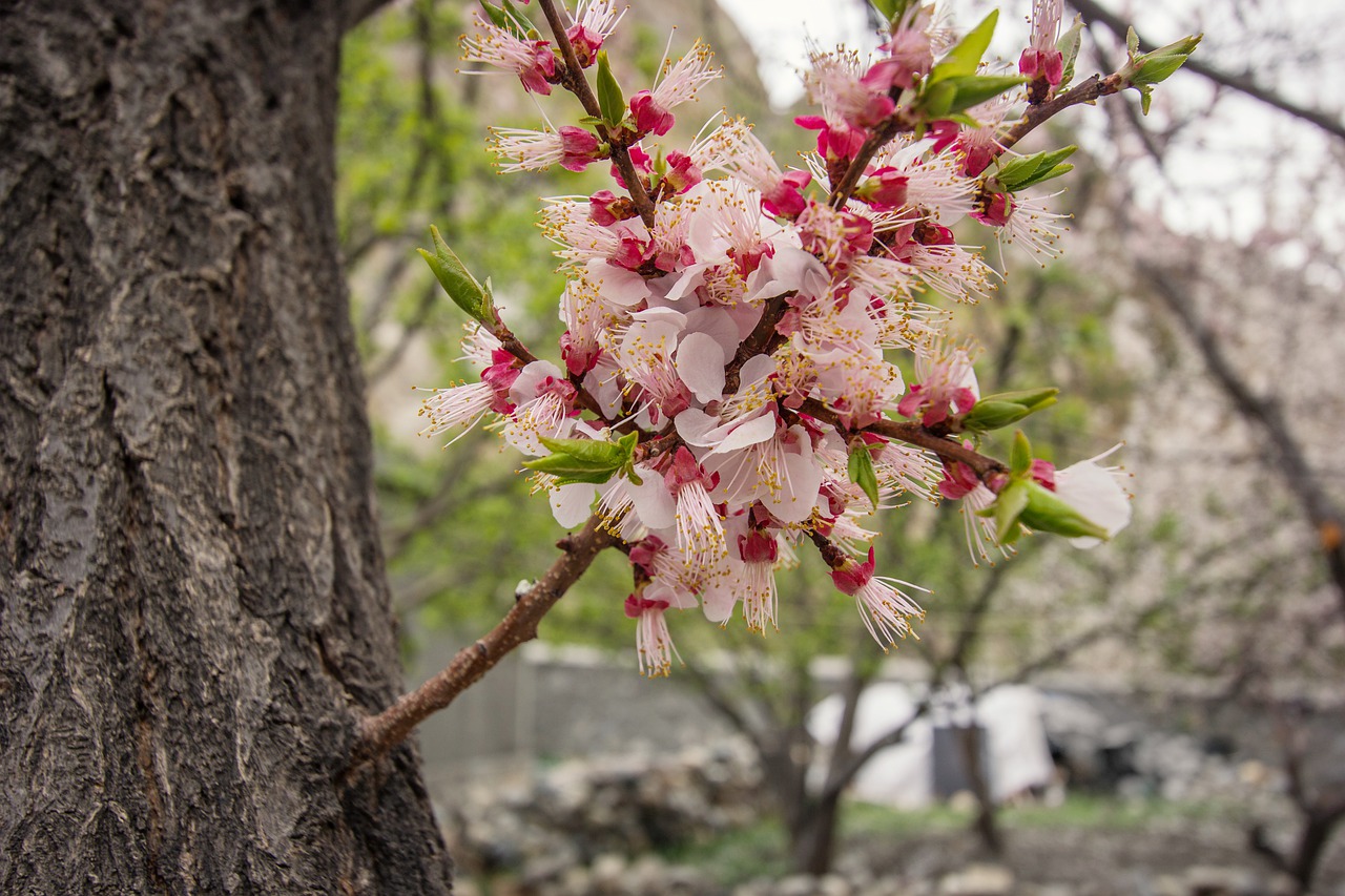 spring  colors  bloom free photo