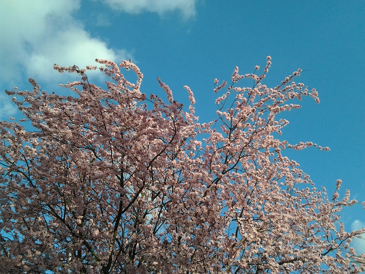 spring tree flower free photo