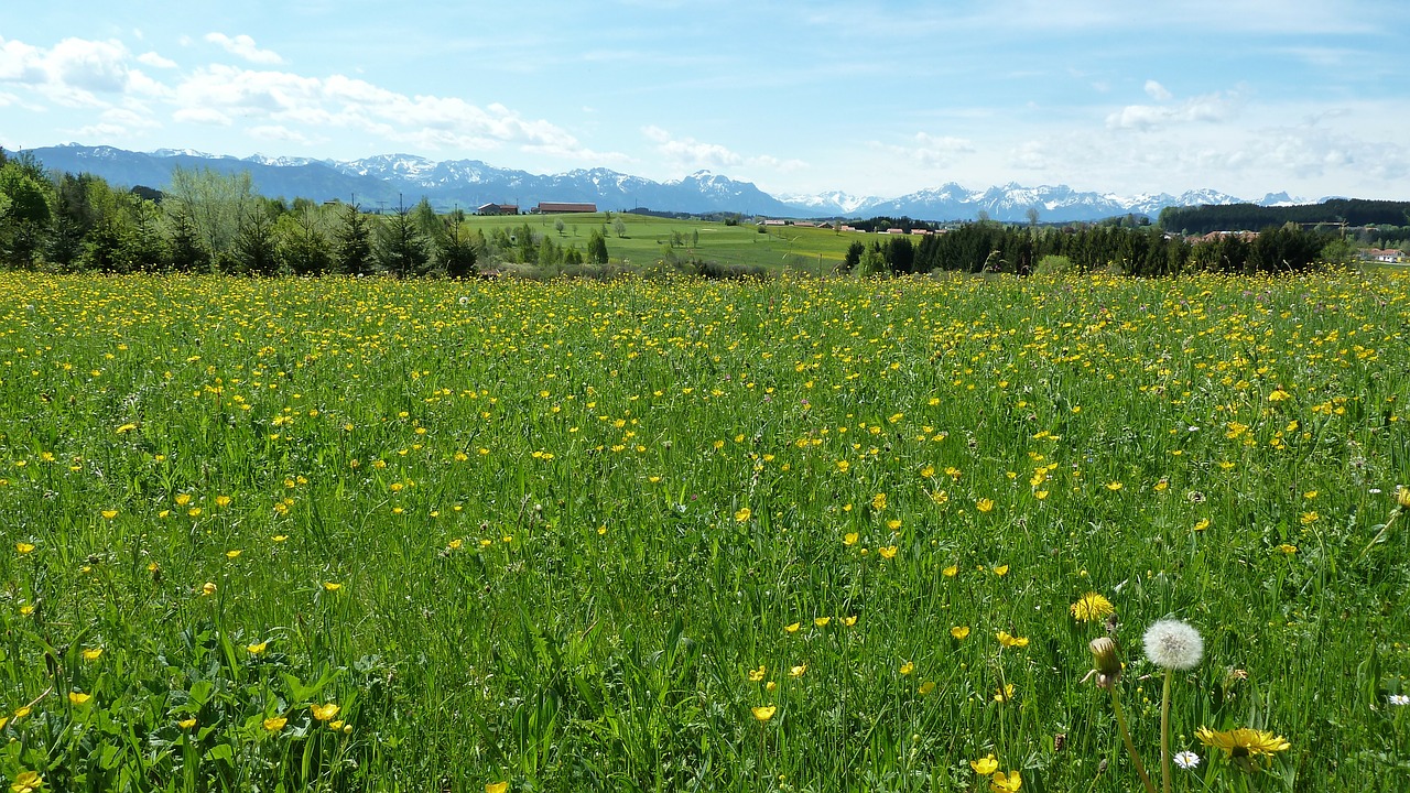 spring allgäu meadow free photo