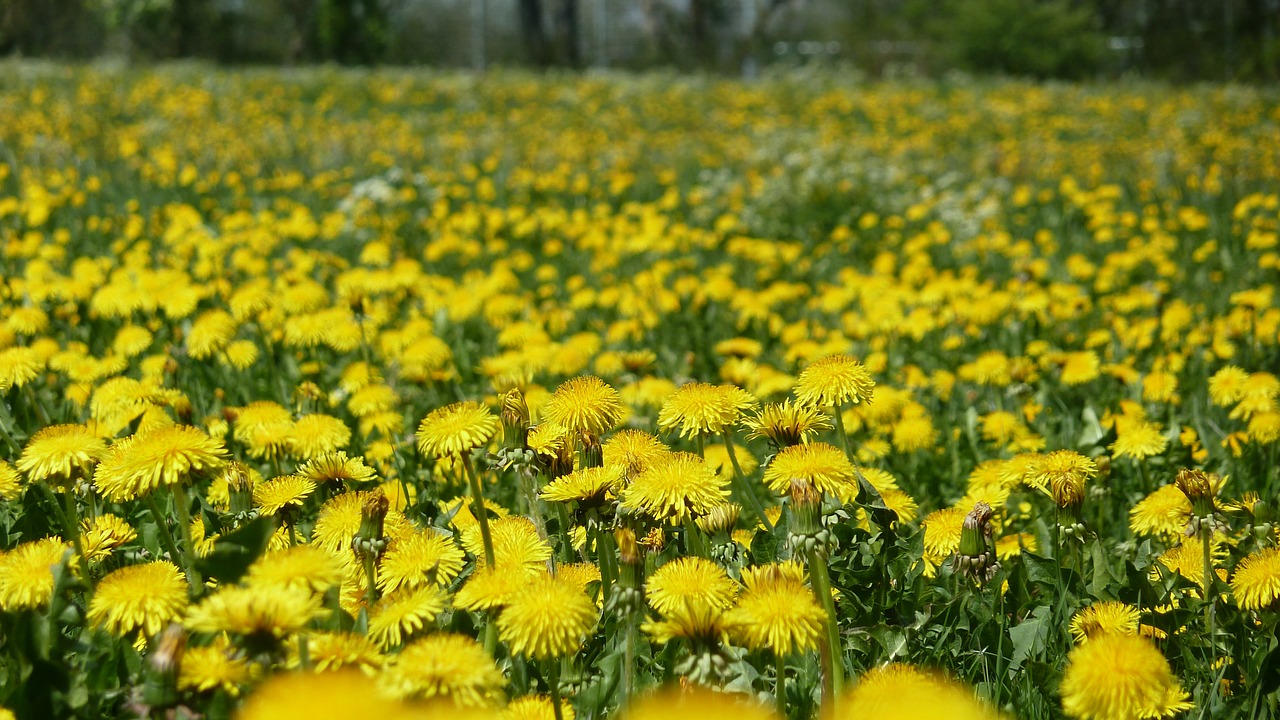 spring flowers yellow free photo