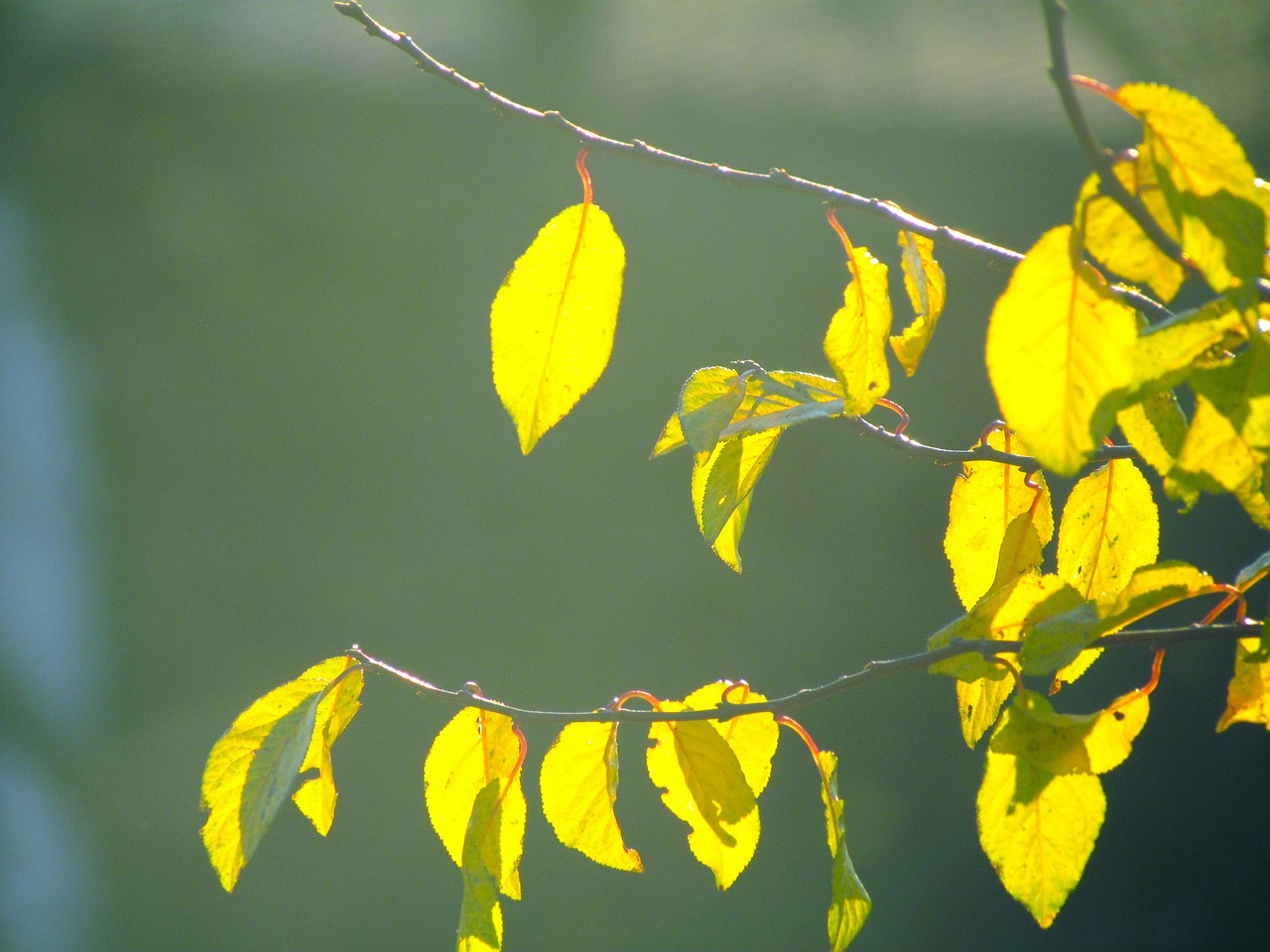 spring autumn leaves free photo