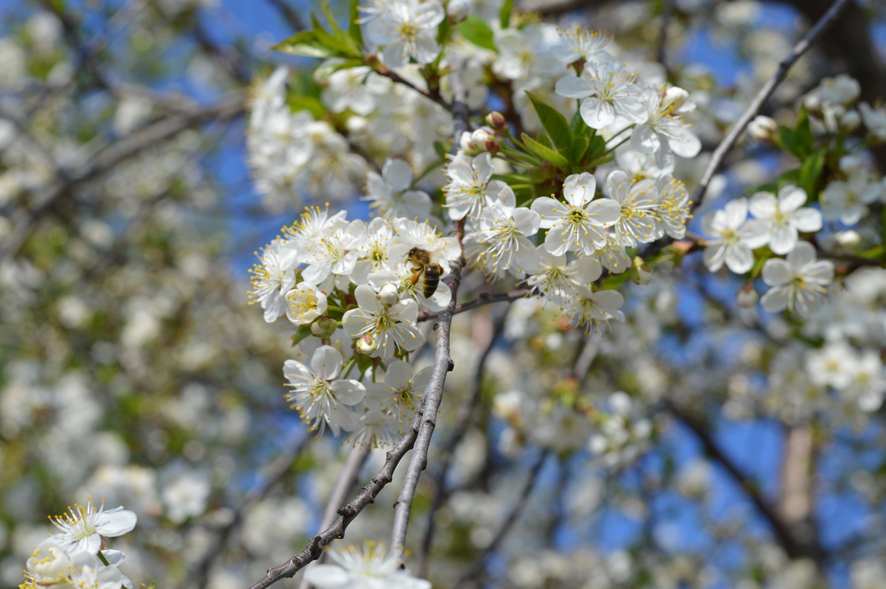 spring bloom cherry free photo