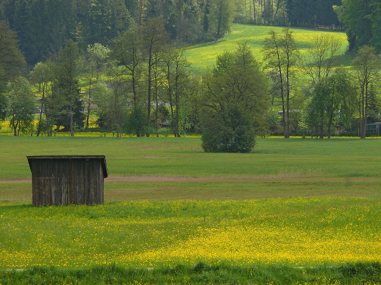 spring meadow nature free photo