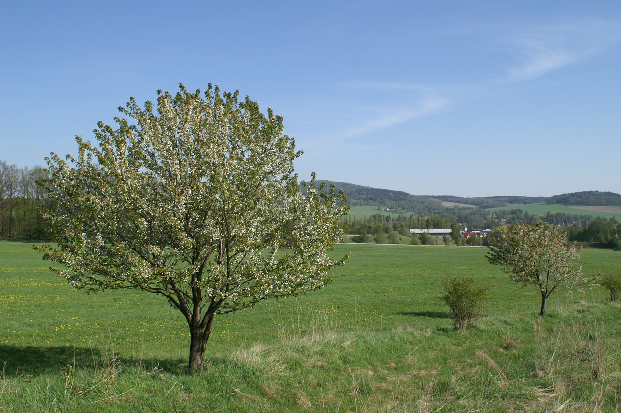 spring nature trees free photo