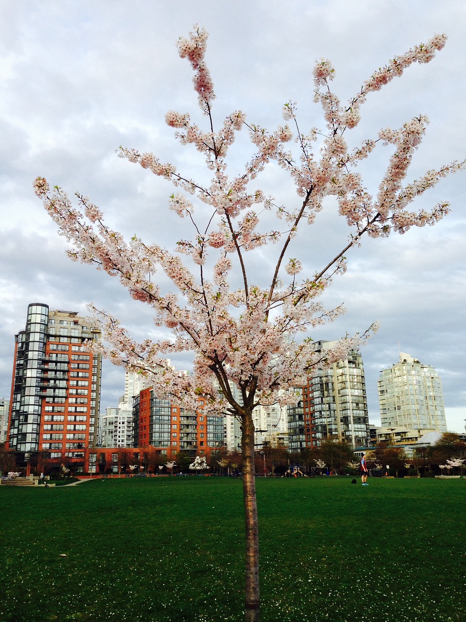 spring flowers pink free photo