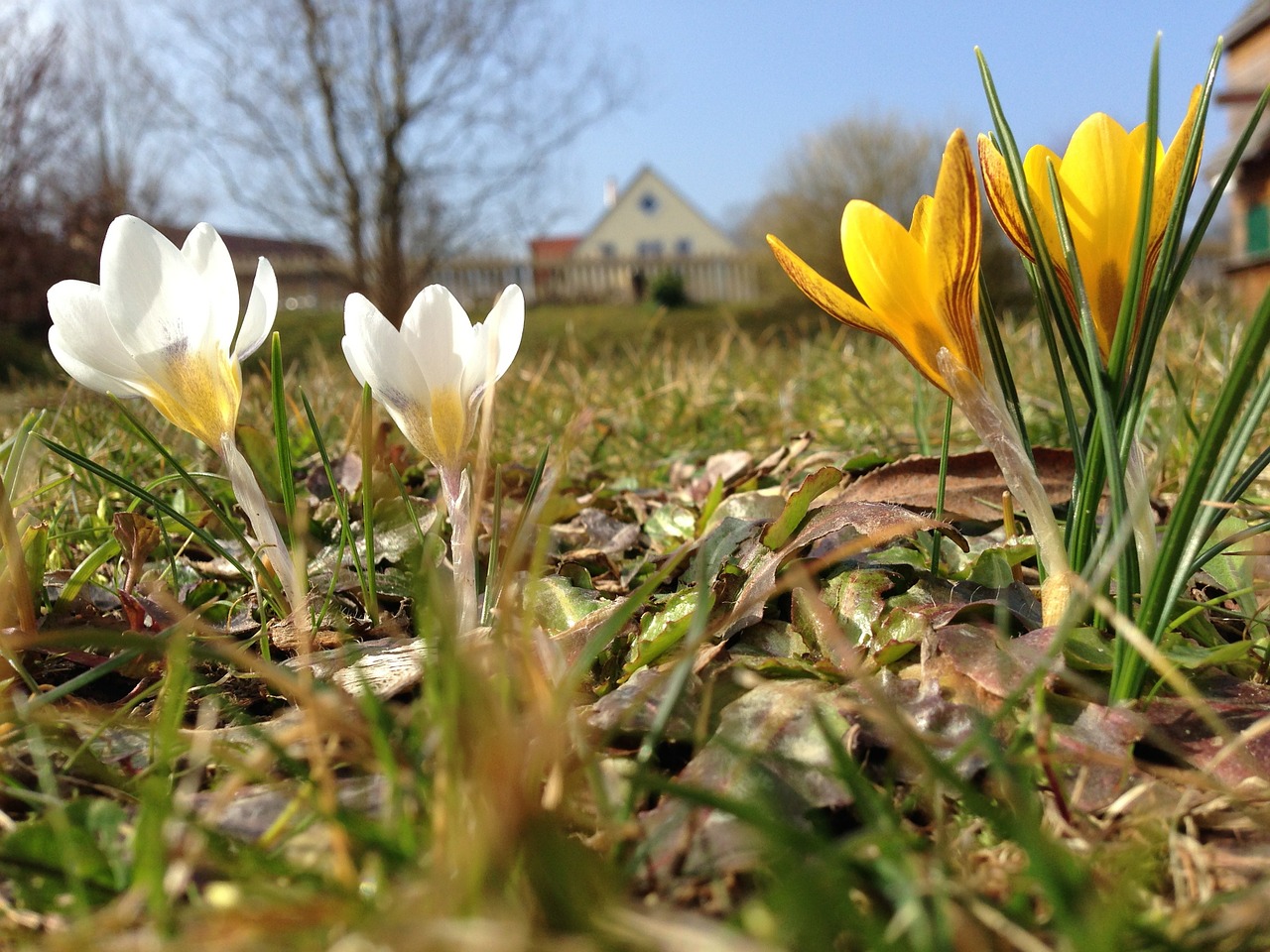 spring flower crocus free photo