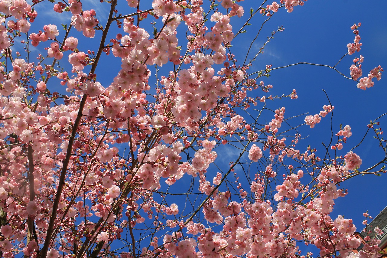spring almond blossom almond tree free photo