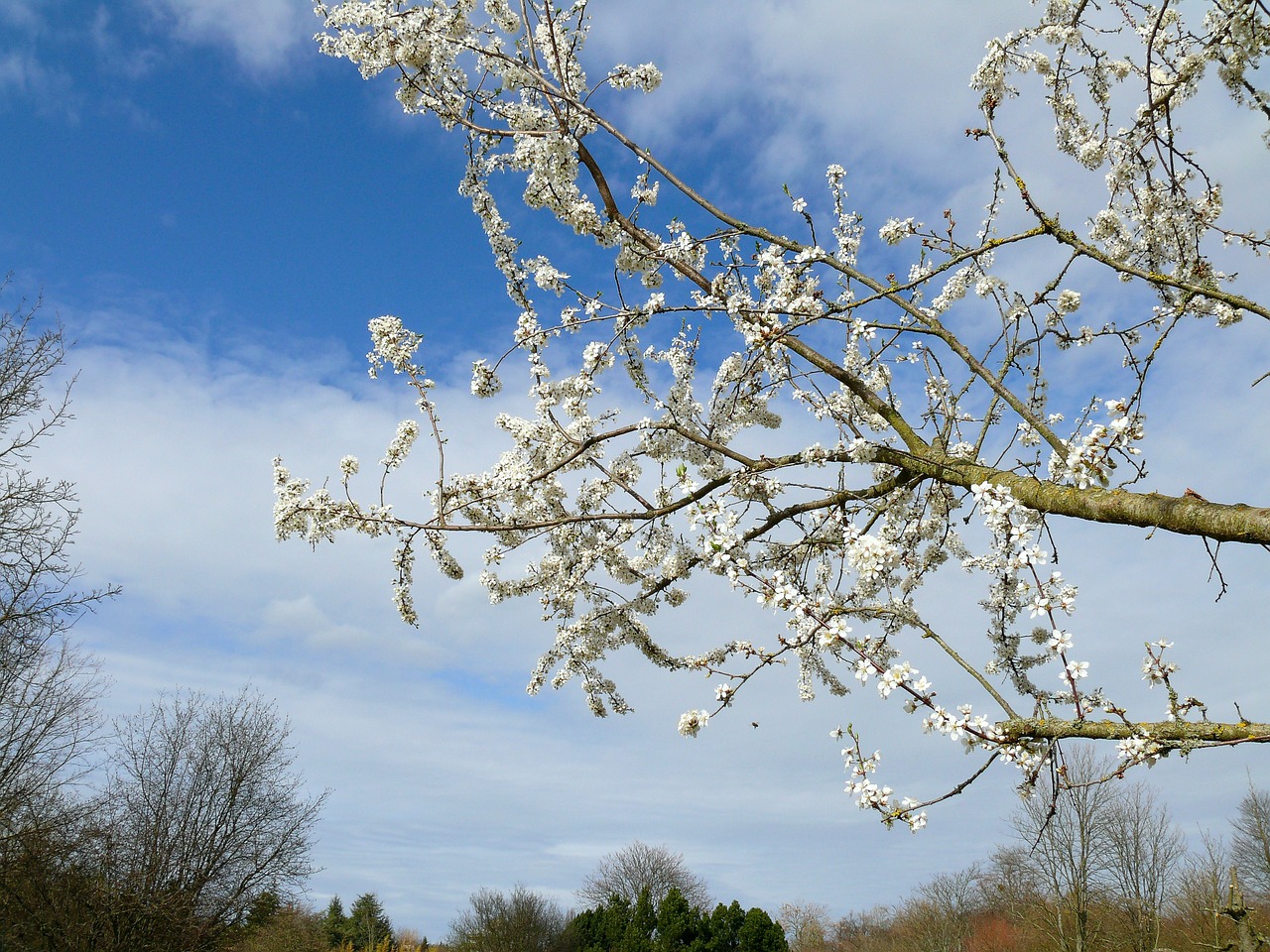 spring tree blossoms white flowers free photo