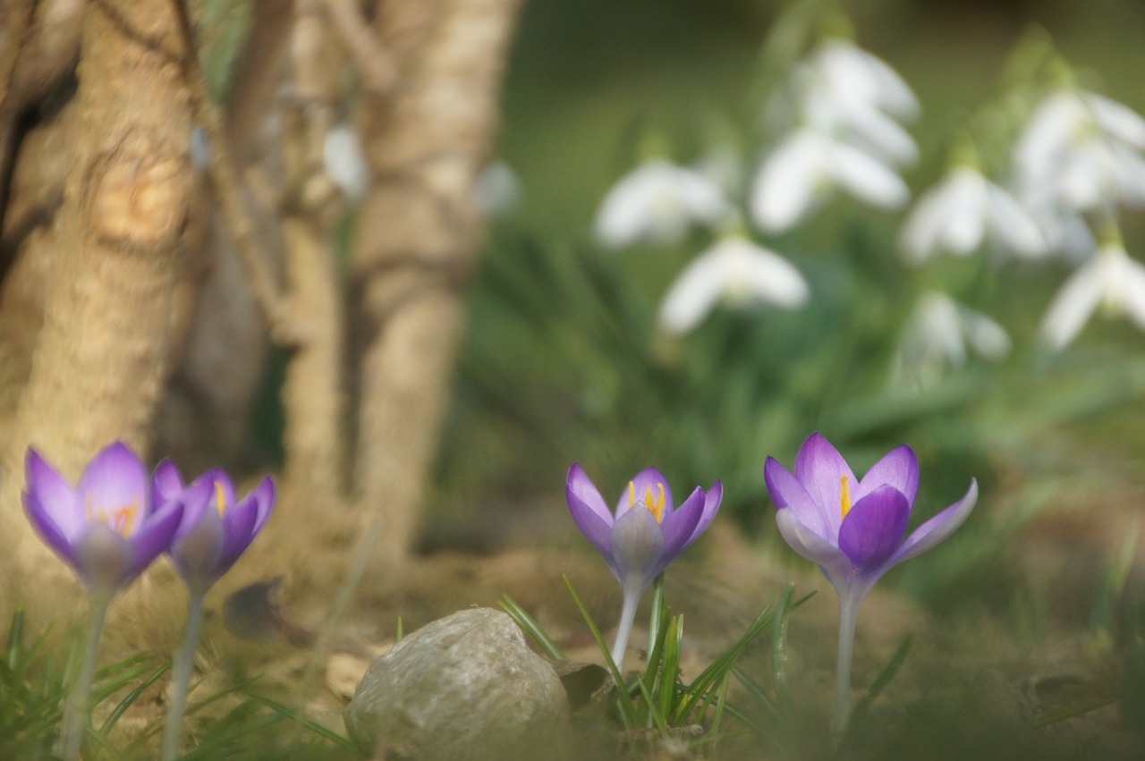 spring flower purple free photo