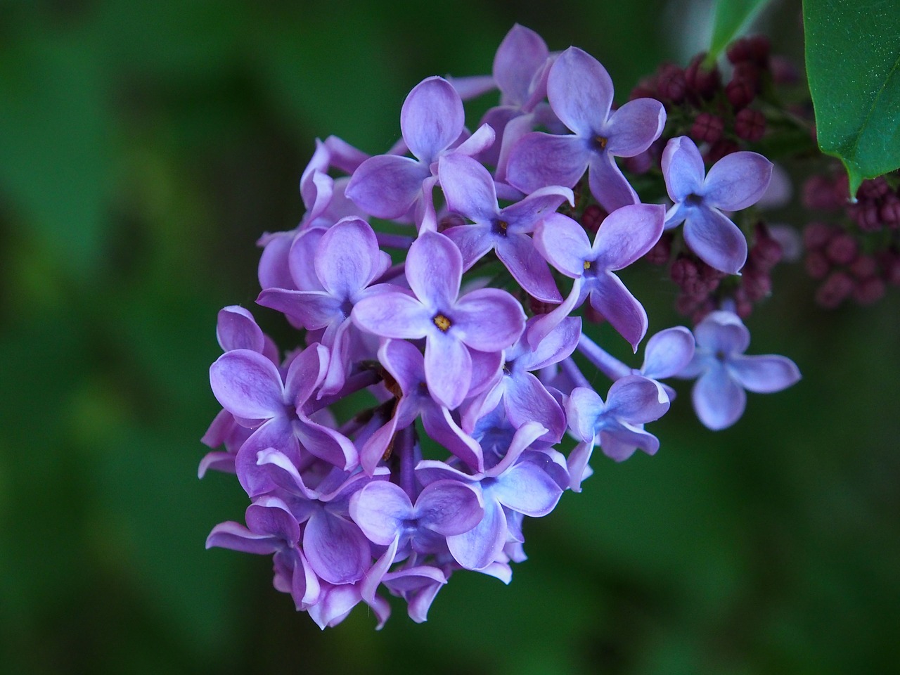 spring nature flowers free photo