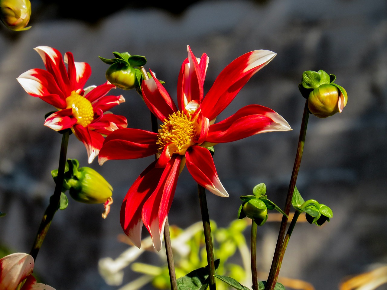 spring flower spring flower free photo