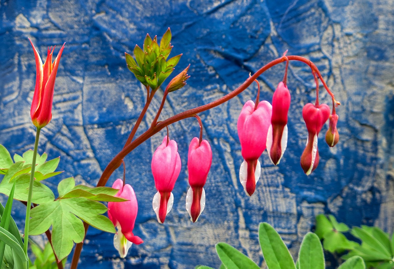 spring spring flower bleeding heart free photo