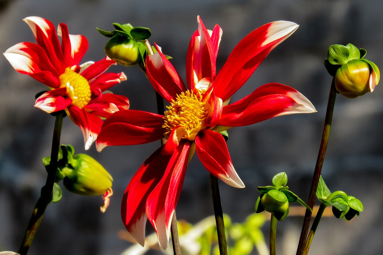 spring flower spring flower free photo