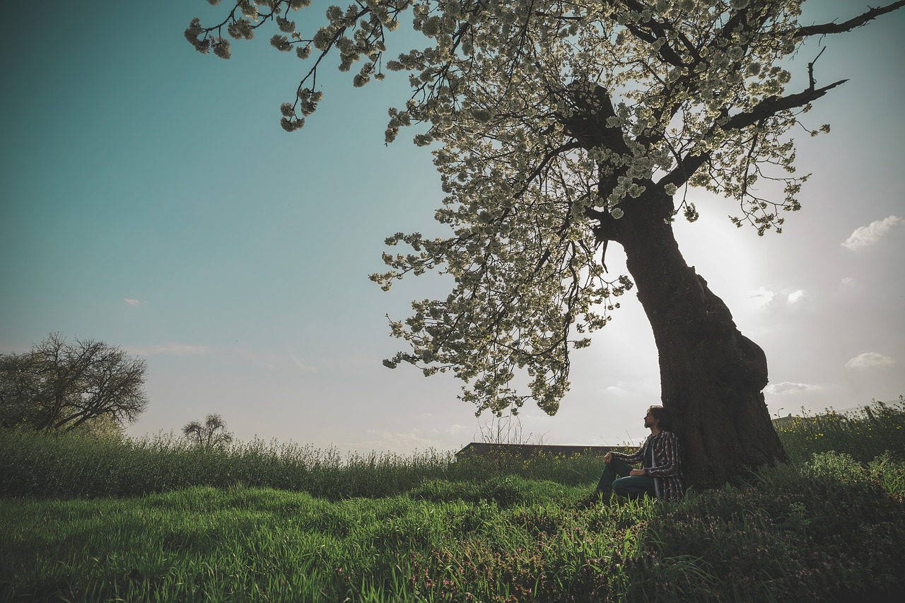 spring cherry blossom free photo