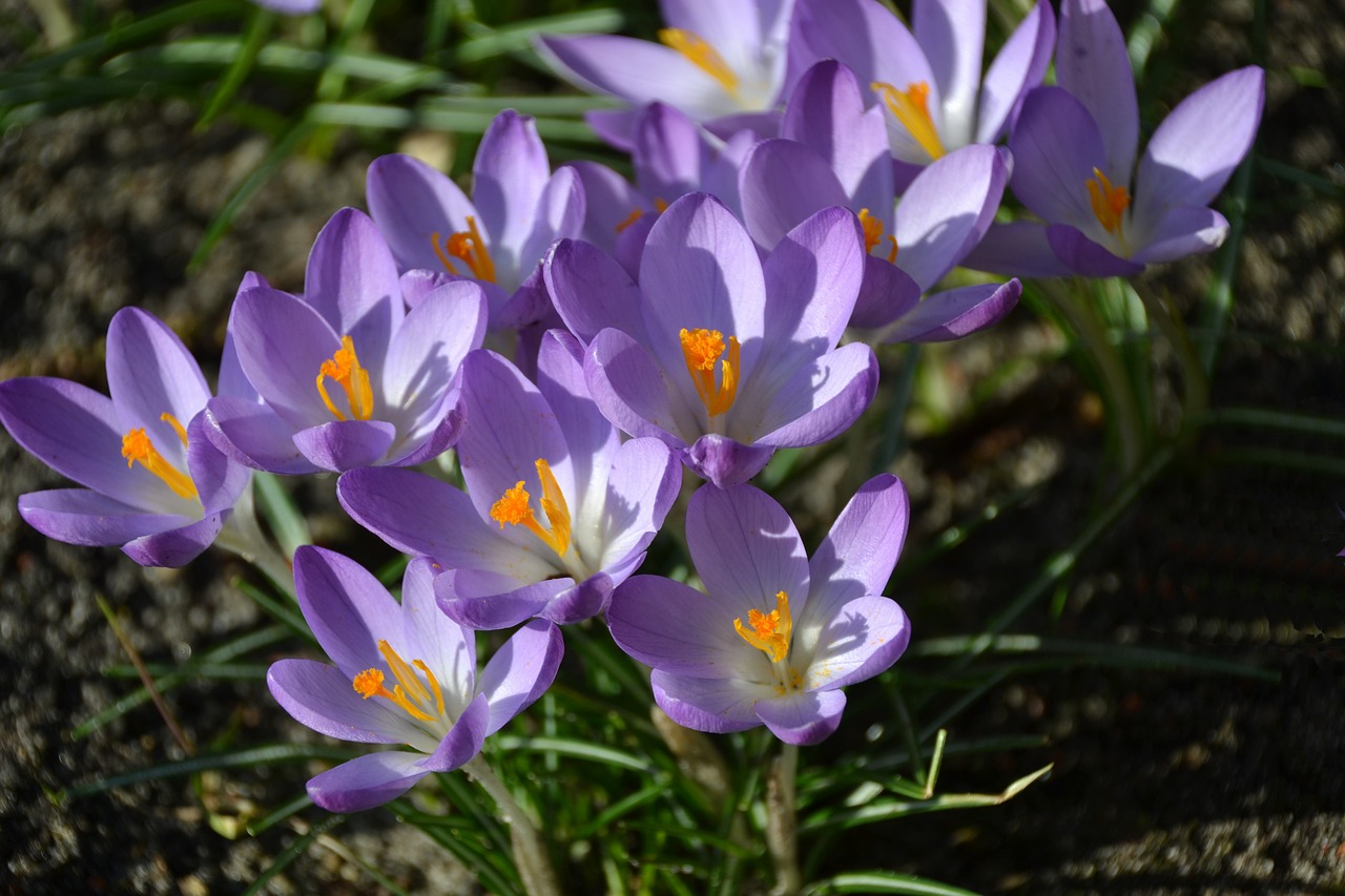 spring crocus full bloom free photo