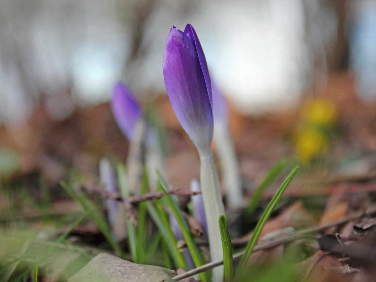 spring herbstzeitlose purple free photo