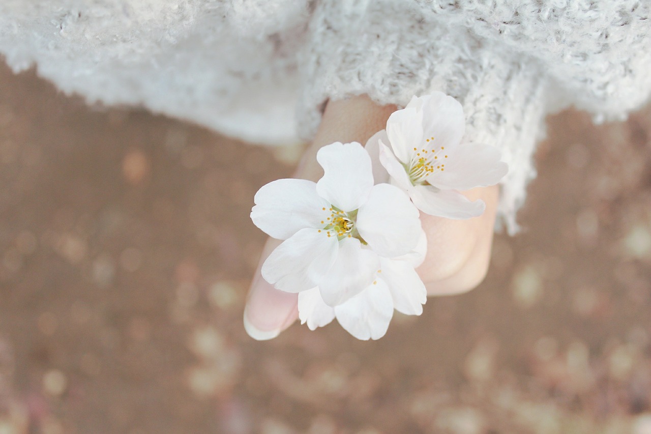 spring cherry blossom spring flowers free photo