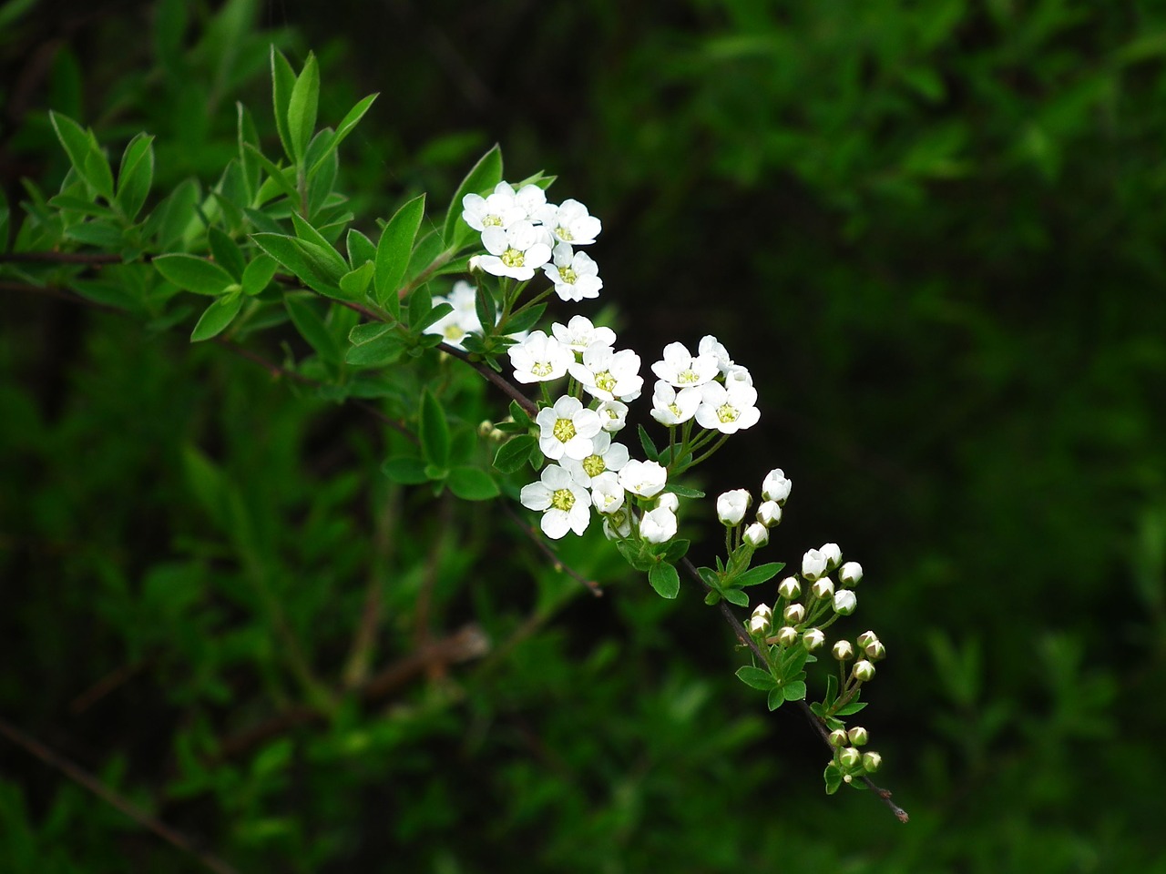 spring flowers garden free photo