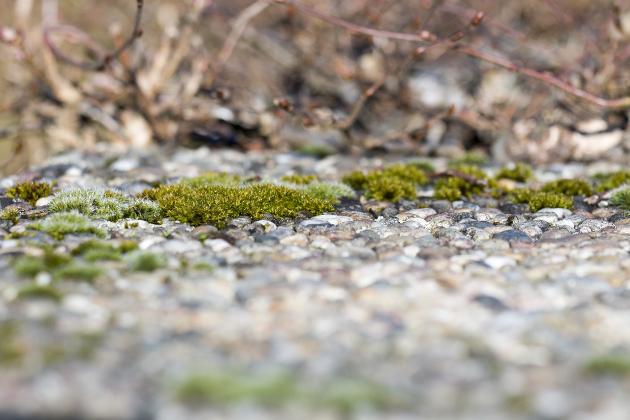 spring moss nature free photo