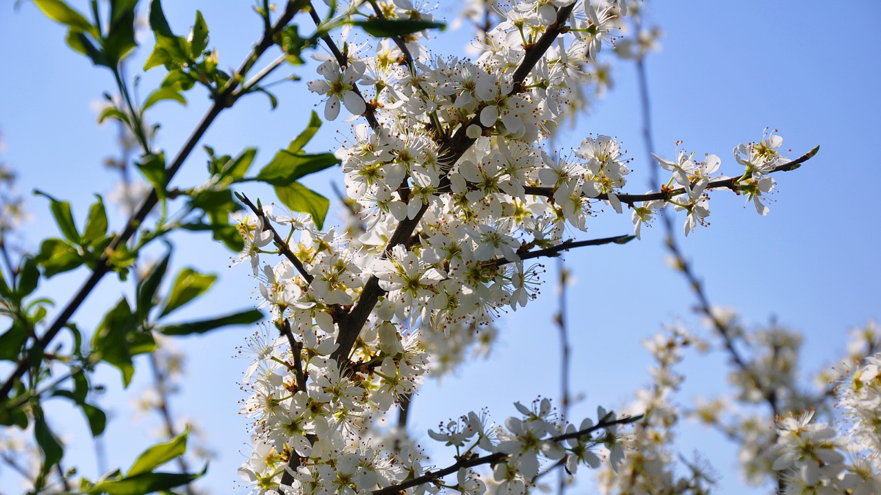 spring sunlight flower free photo