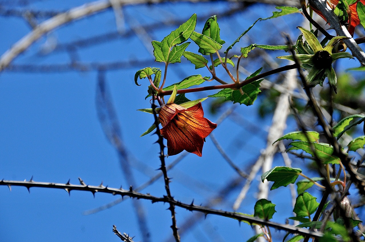 spring flower flowers free photo