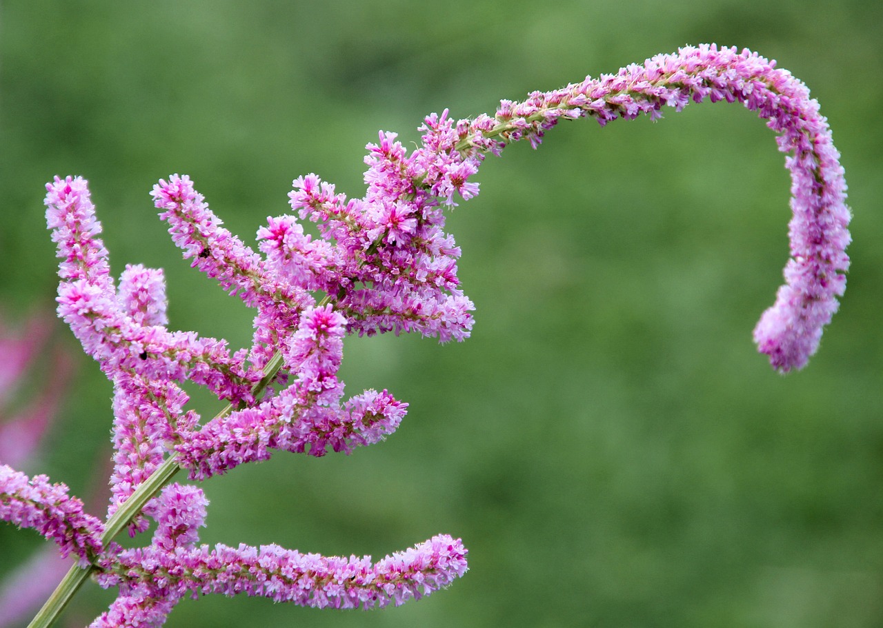 spring flower close free photo