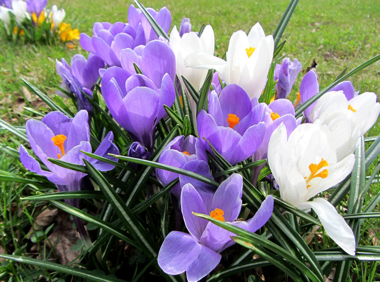 spring frühlingsanfang spring awakening free photo