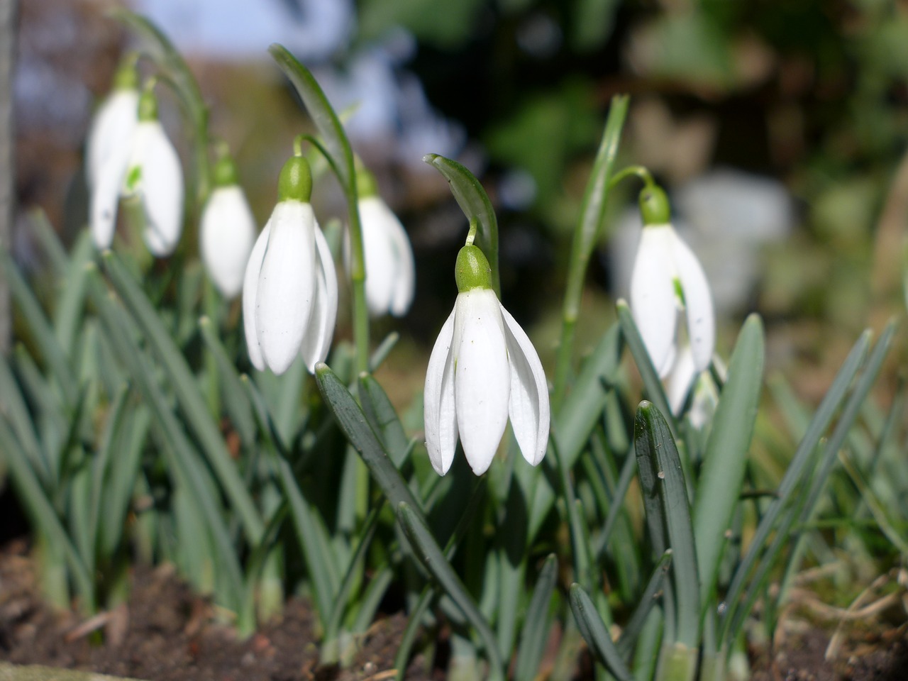 spring plant onion flowers free photo