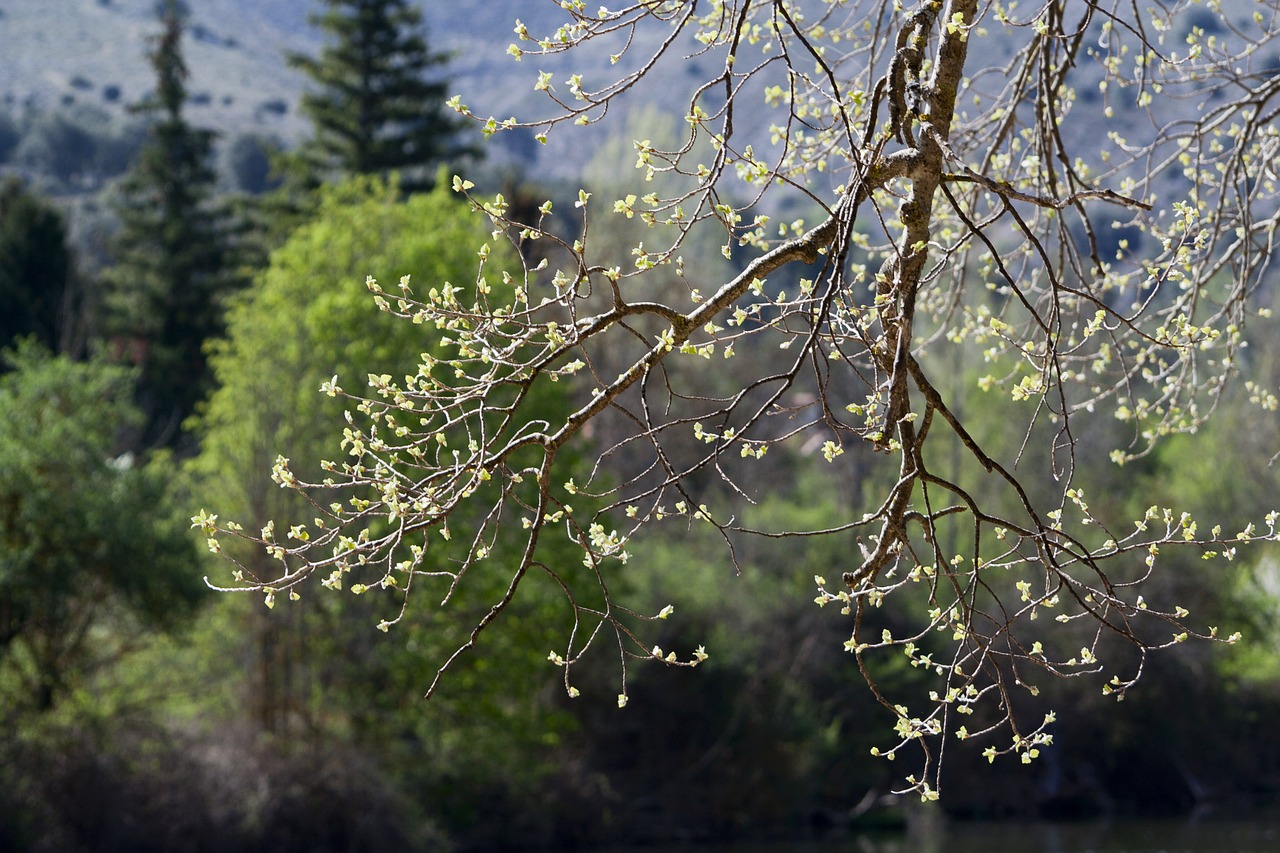 spring nature colors free photo