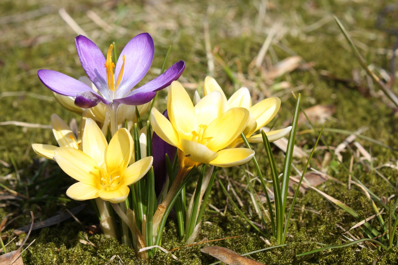 spring crocus plant free photo