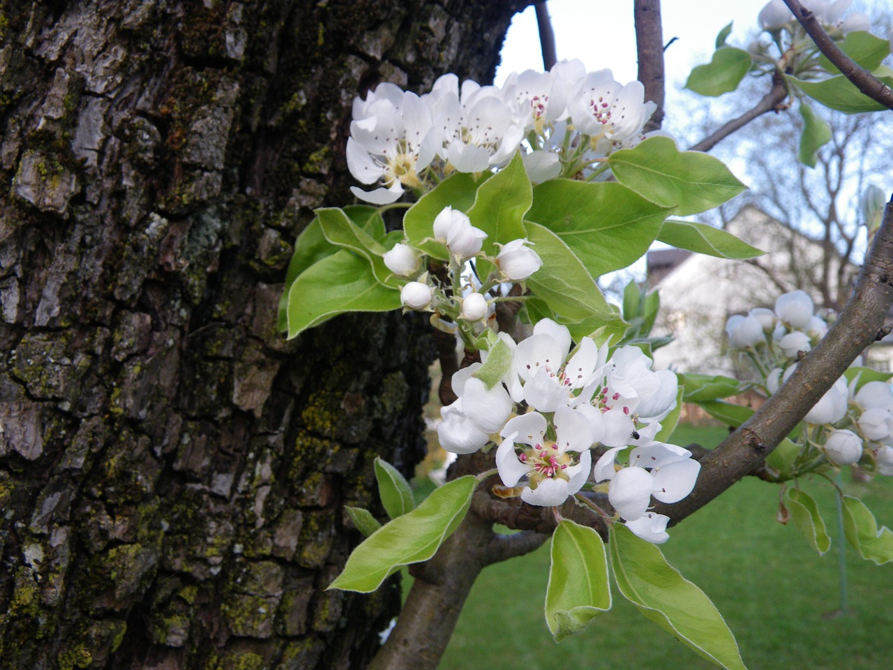 spring apple blossom nature free photo