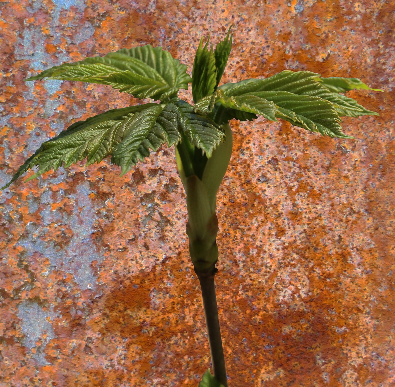 spring spring awakening bud free photo