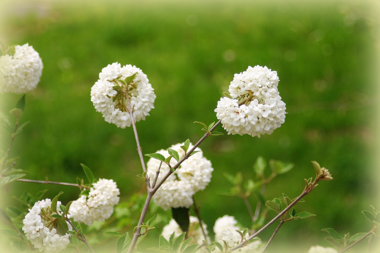 spring flowers white flowers free photo