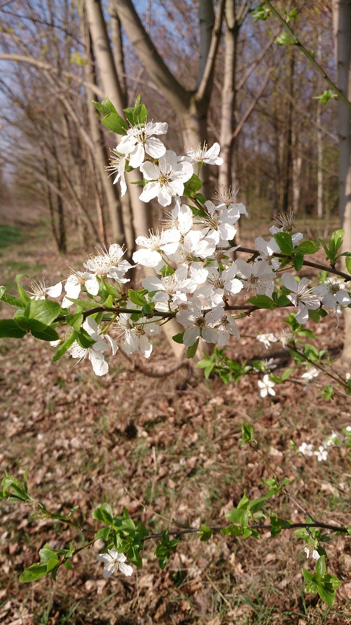 spring nature blossom free photo