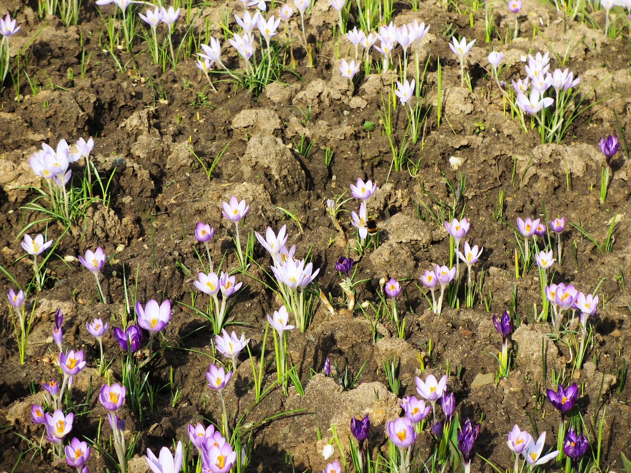 spring spring flower crocus free photo