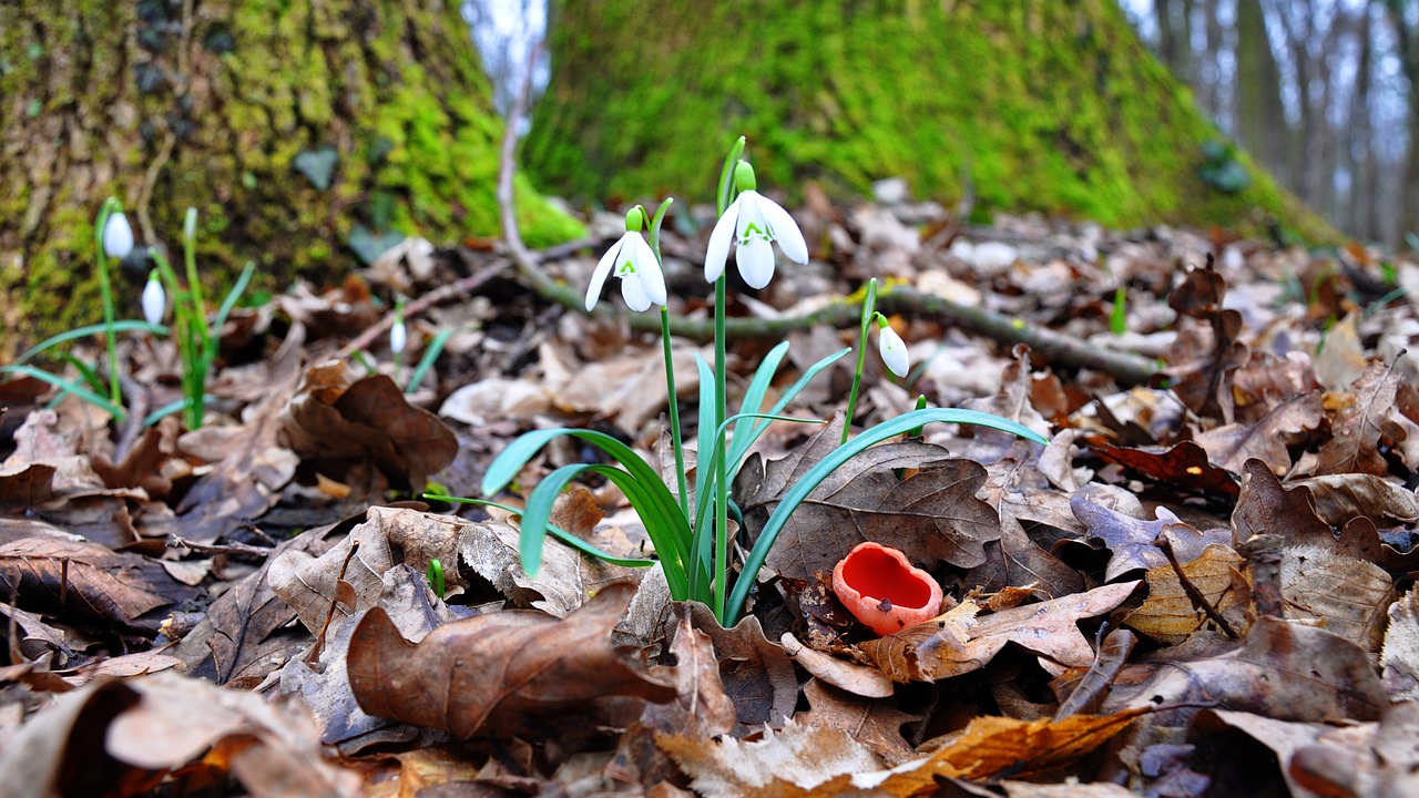 spring forest flower free photo