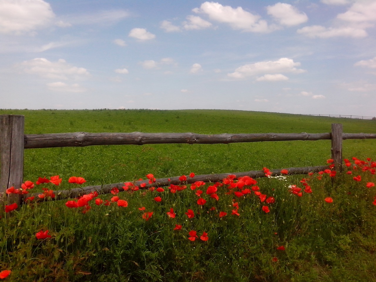 spring poppies flowers free photo