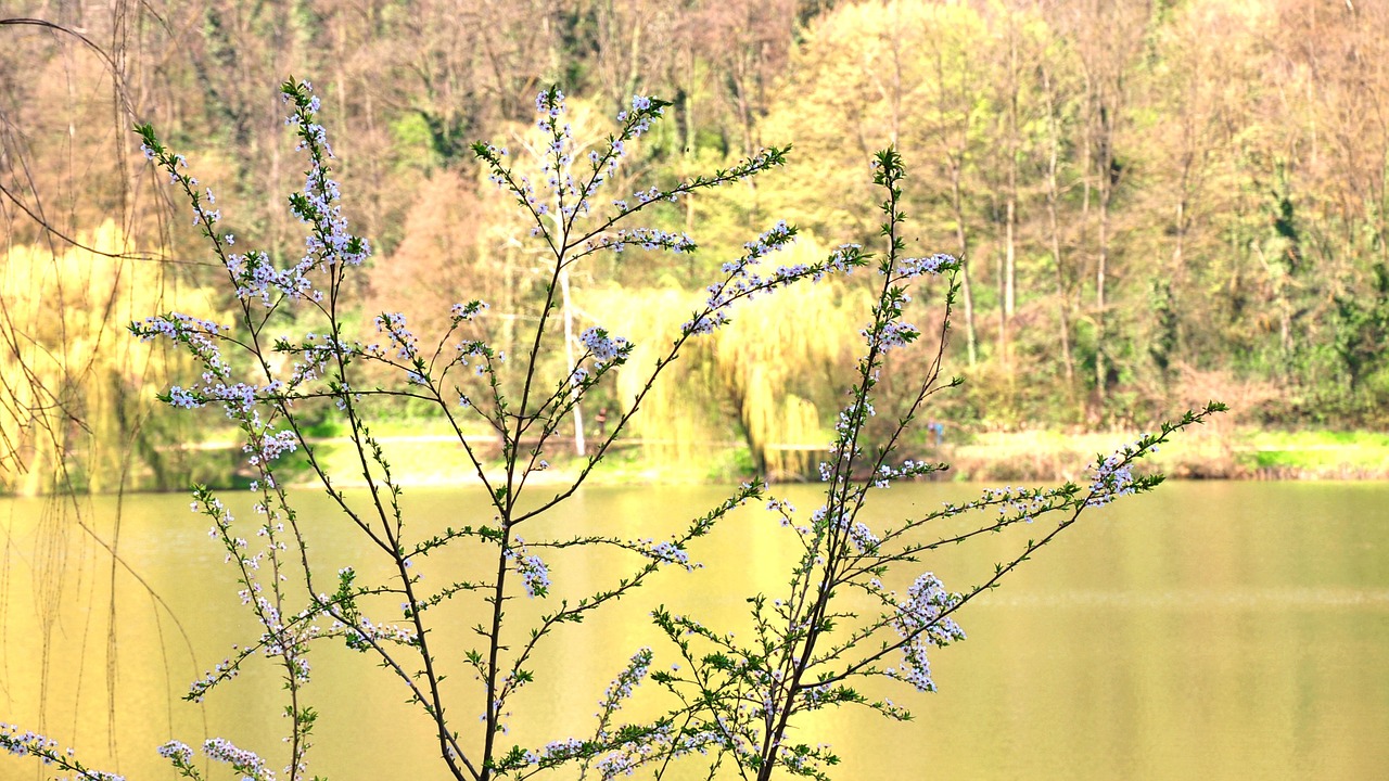 spring lake flowers free photo