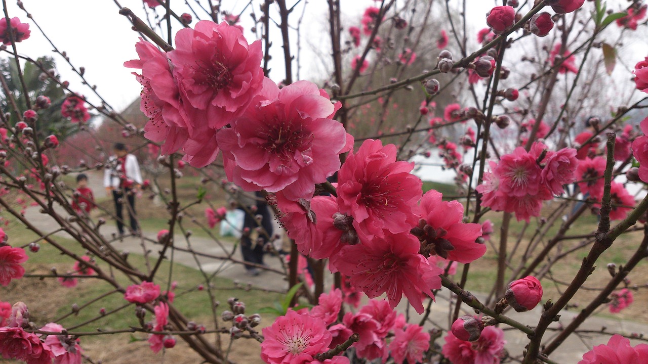 spring peach blossom the outskirts free photo