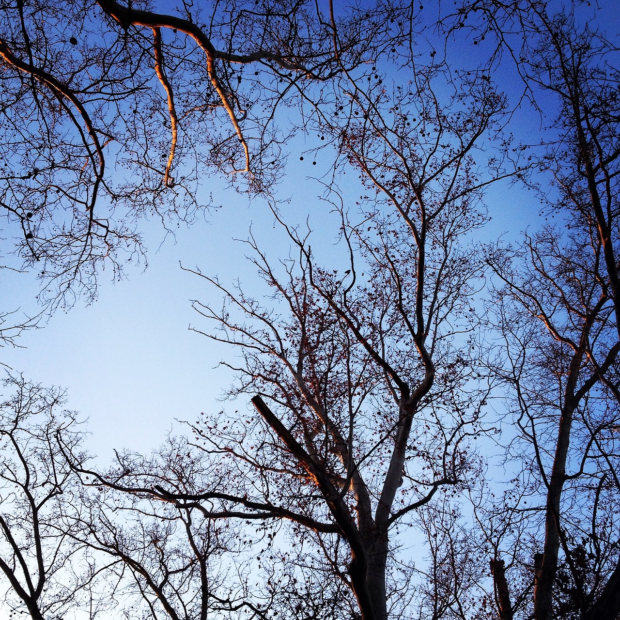 spring budapest park free photo