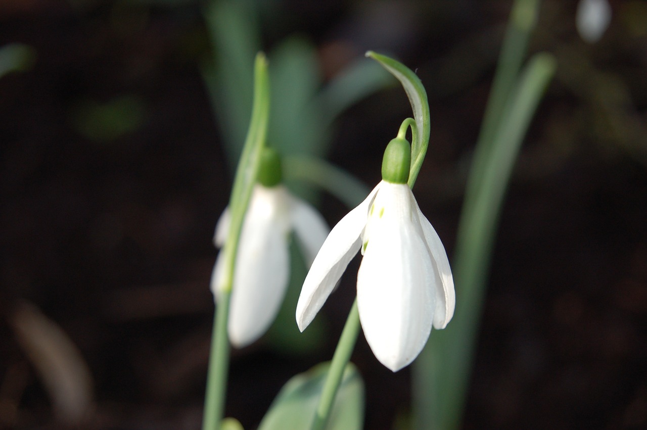 spring flowers snowdrop free photo