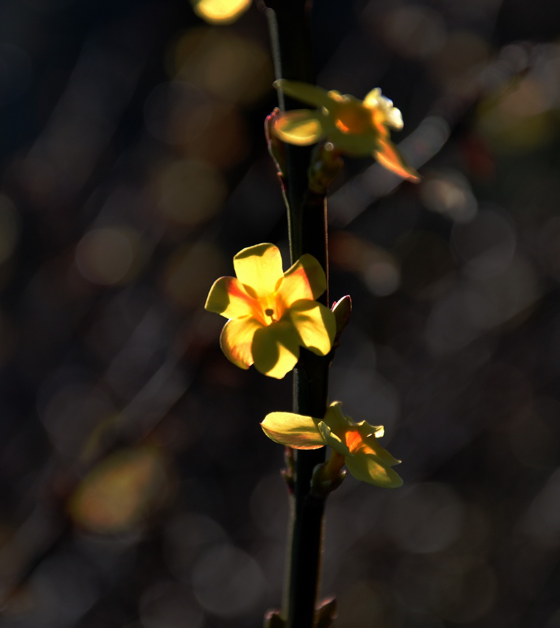 spring yellow spring flowers free photo