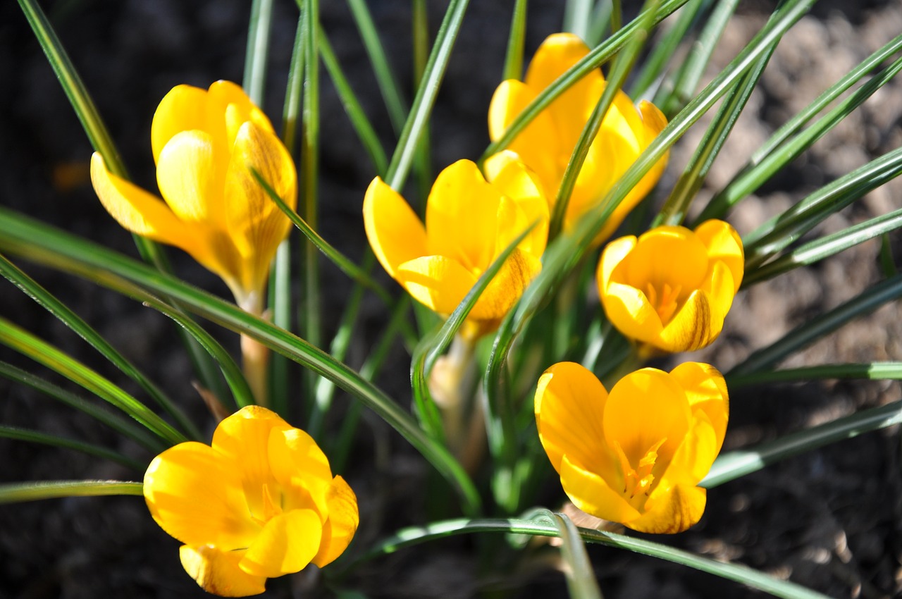 spring yellow spring flowers free photo