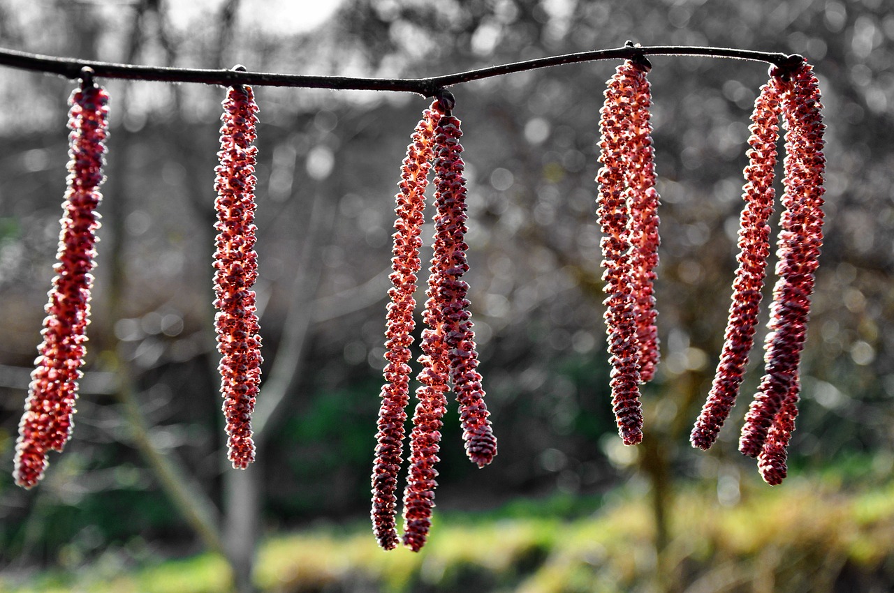 spring hazel nature free photo