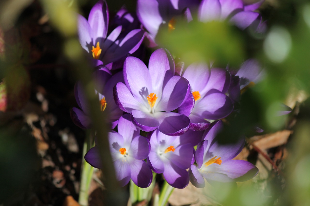 spring purple crocus free photo